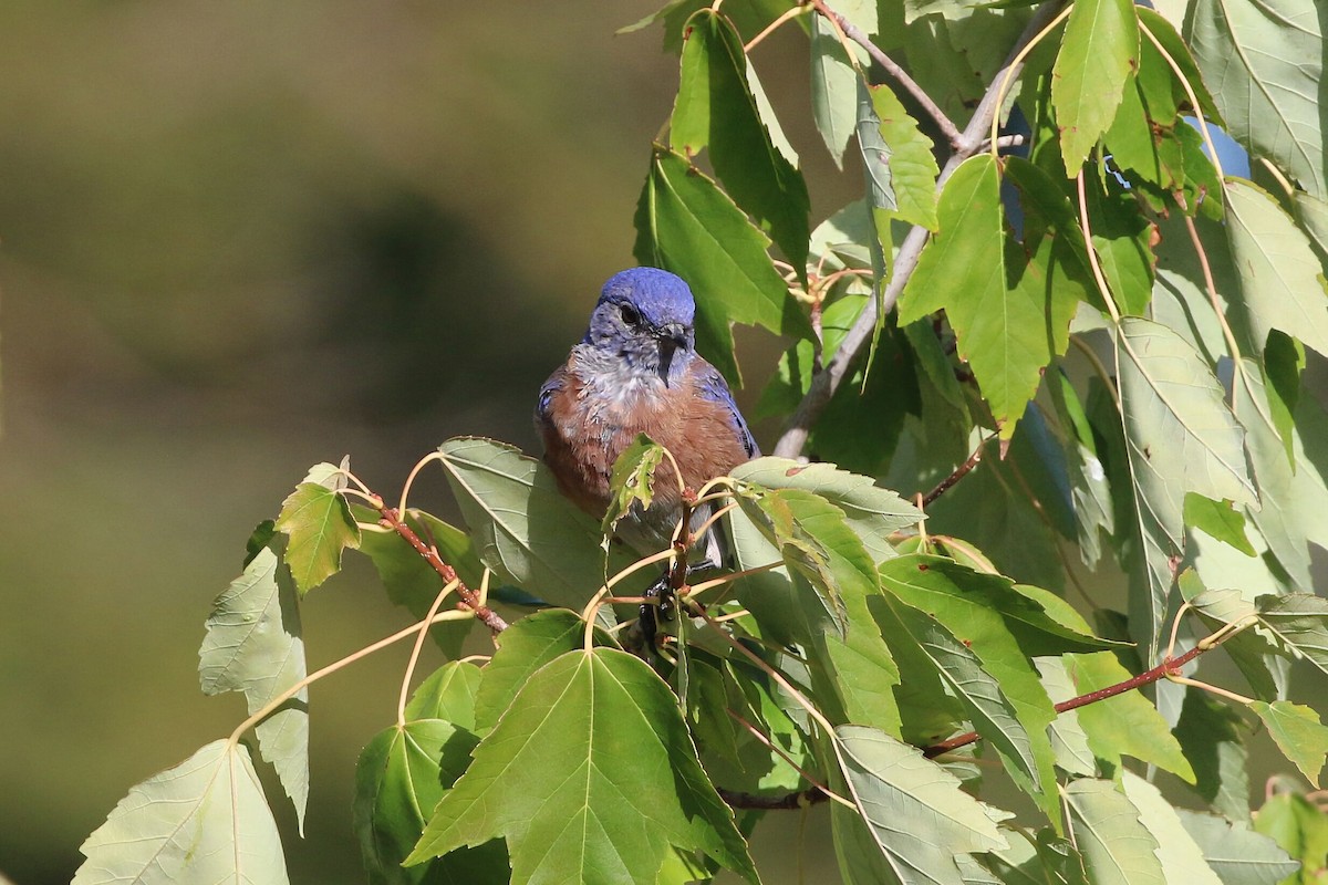 Western Bluebird - ML641275309