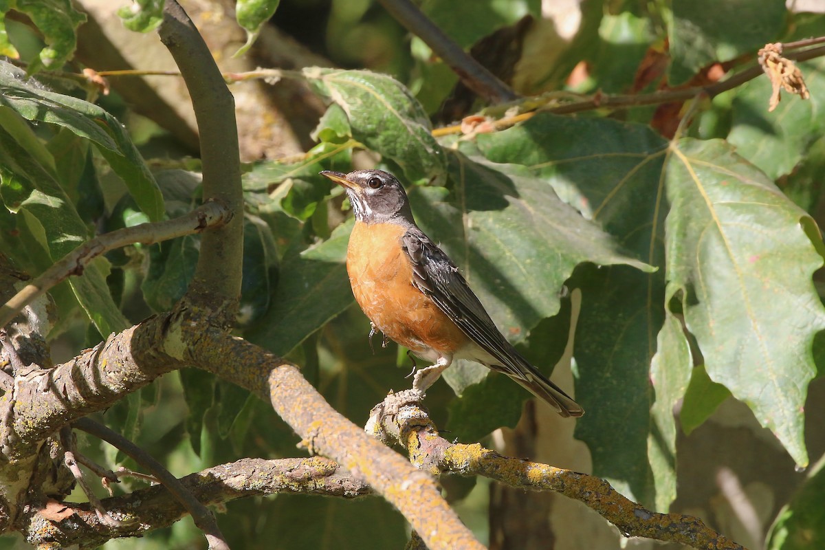 American Robin - ML641275312