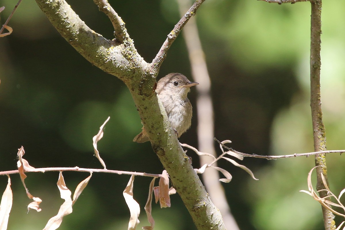 Northern House Wren - ML641275315