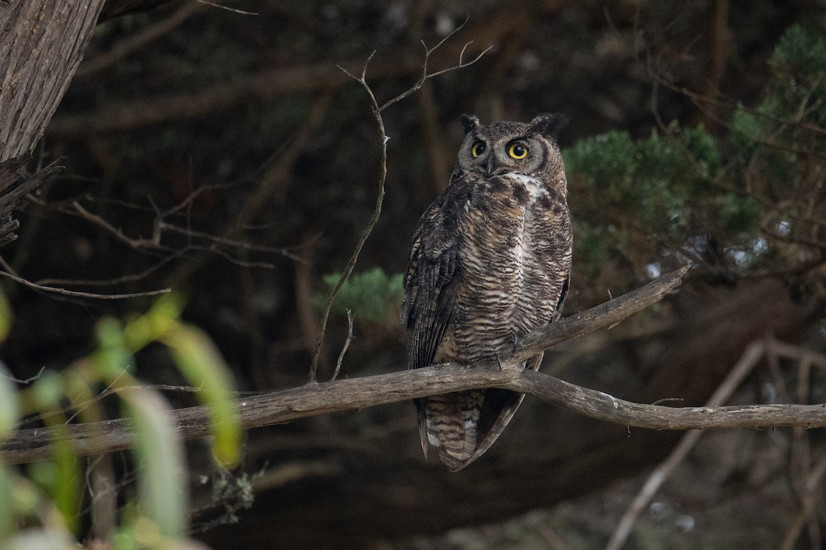 Great Horned Owl - ML641275329