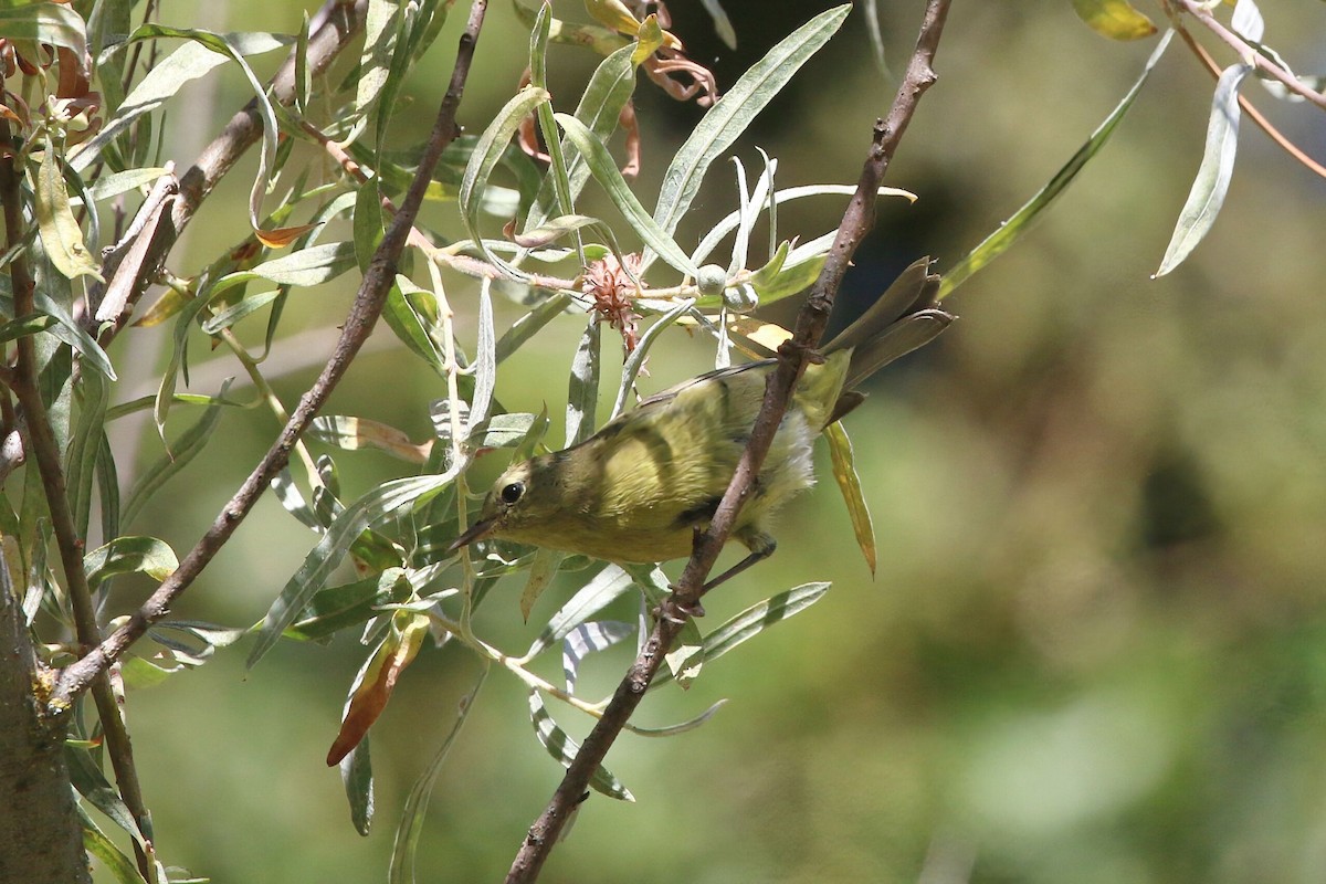 Orange-crowned Warbler - ML641275330
