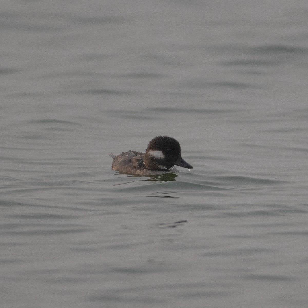 Bufflehead - ML641275334
