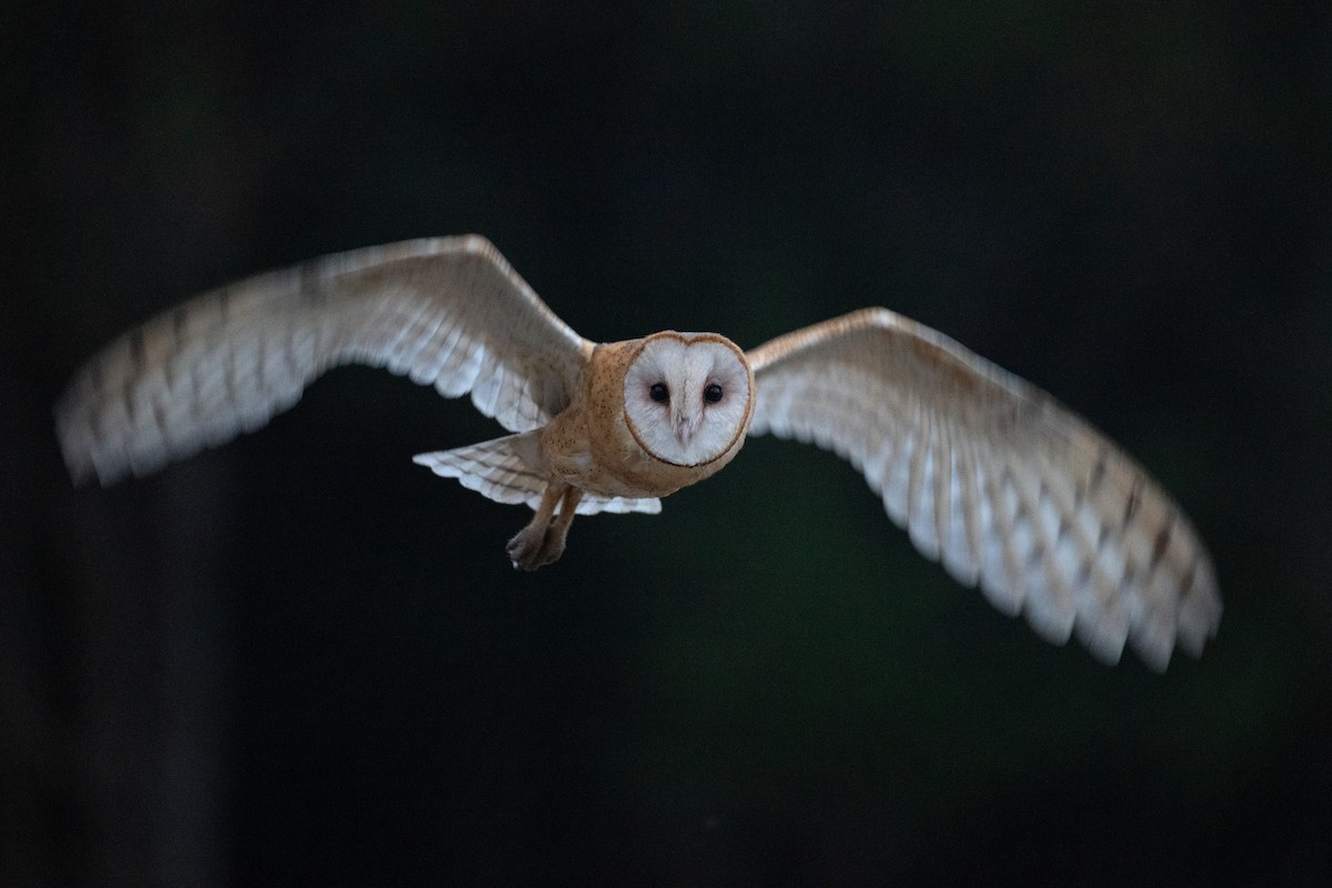 American Barn Owl - ML641275335