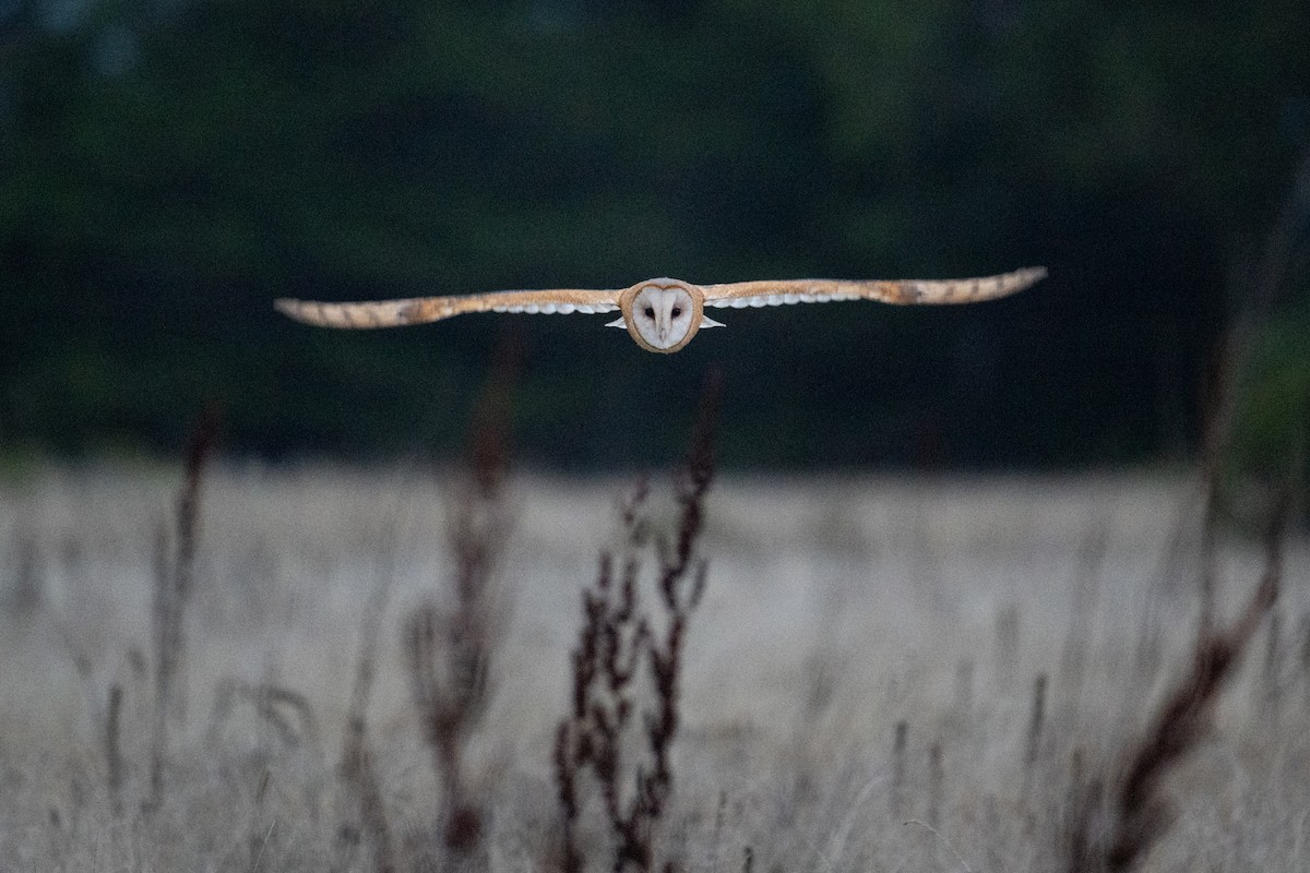 American Barn Owl - ML641275336