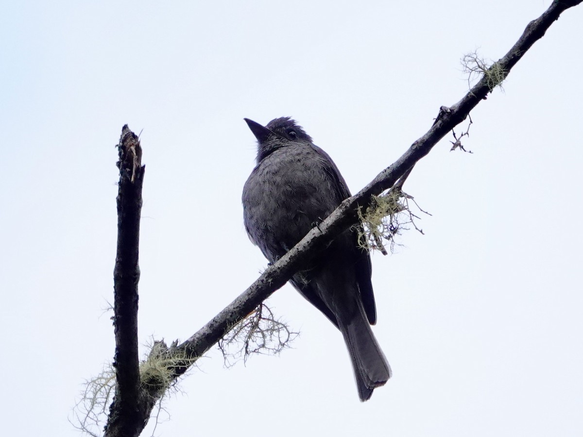 Smoke-colored Pewee - ML641275341