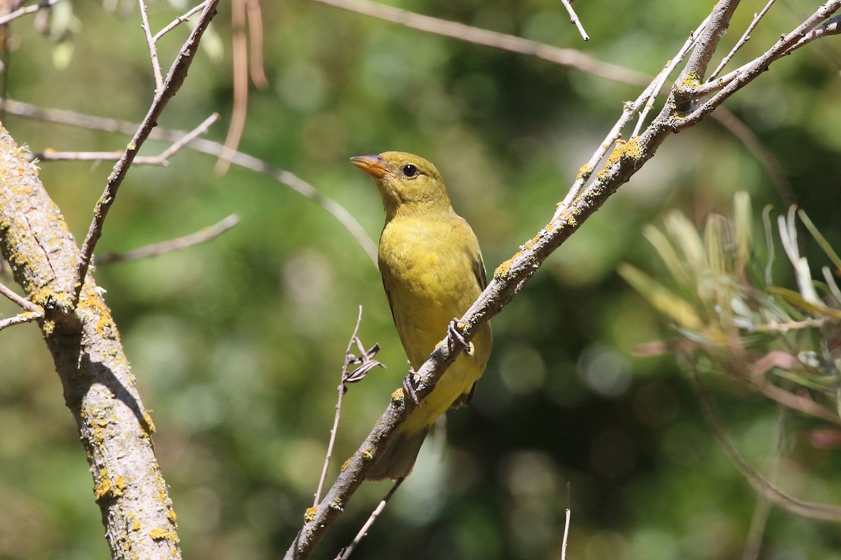 Western Tanager - ML641275342