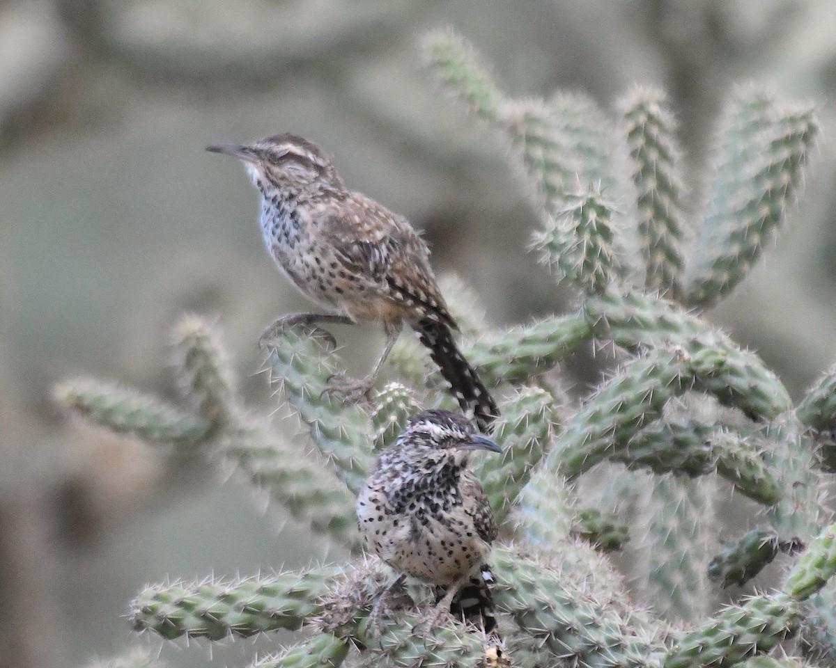 Cactus Wren - ML641275365