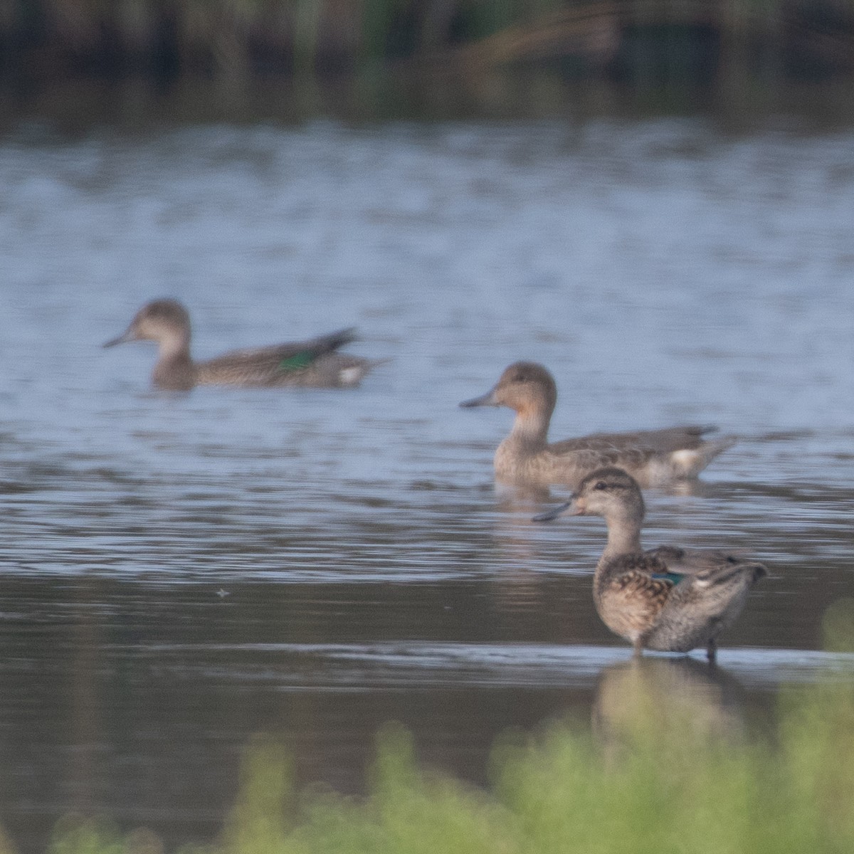 čírka obecná - ML641275385