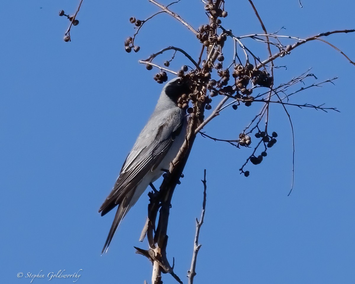 Black-faced Cuckooshrike - ML641275398