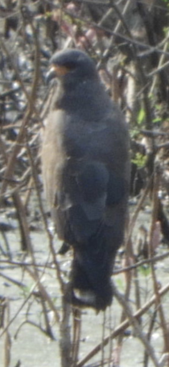 Snail Kite - ML641275409