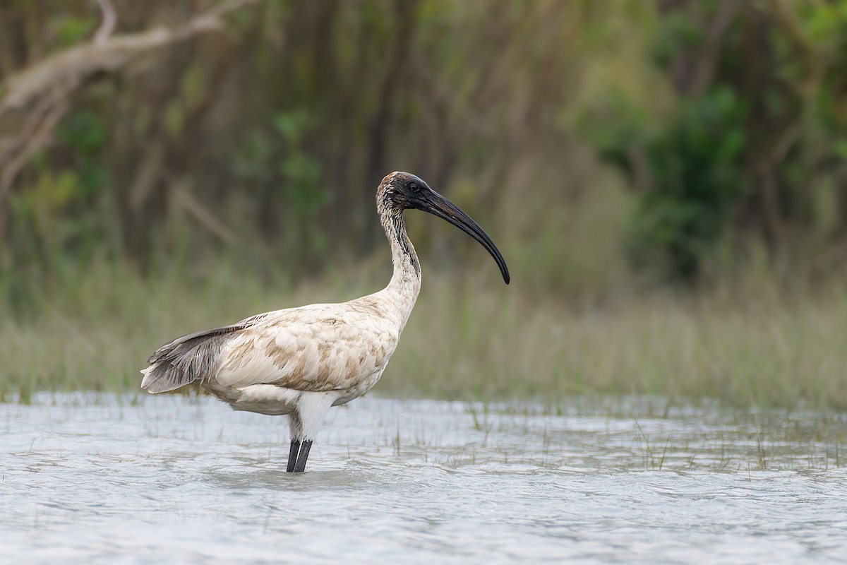 ibis černohlavý - ML641275436