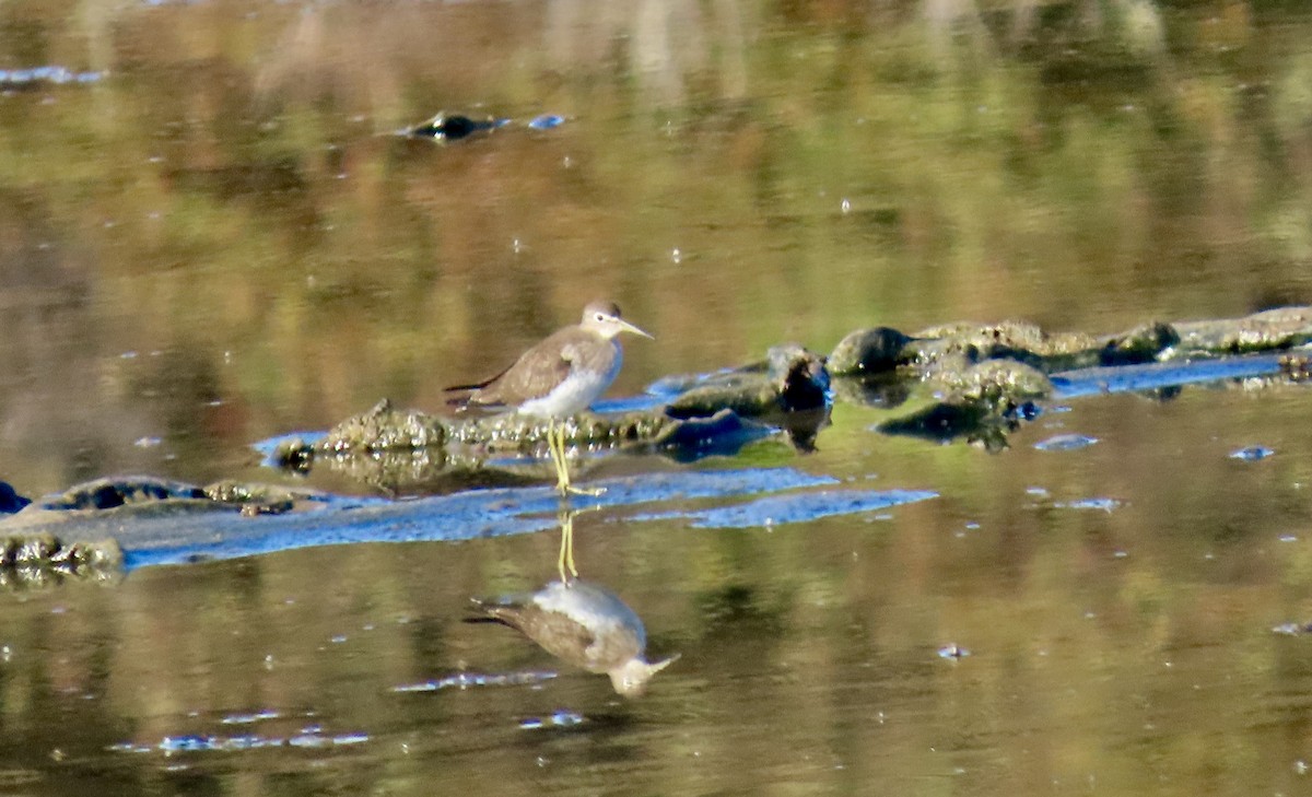 Einsiedelwasserläufer - ML641275445