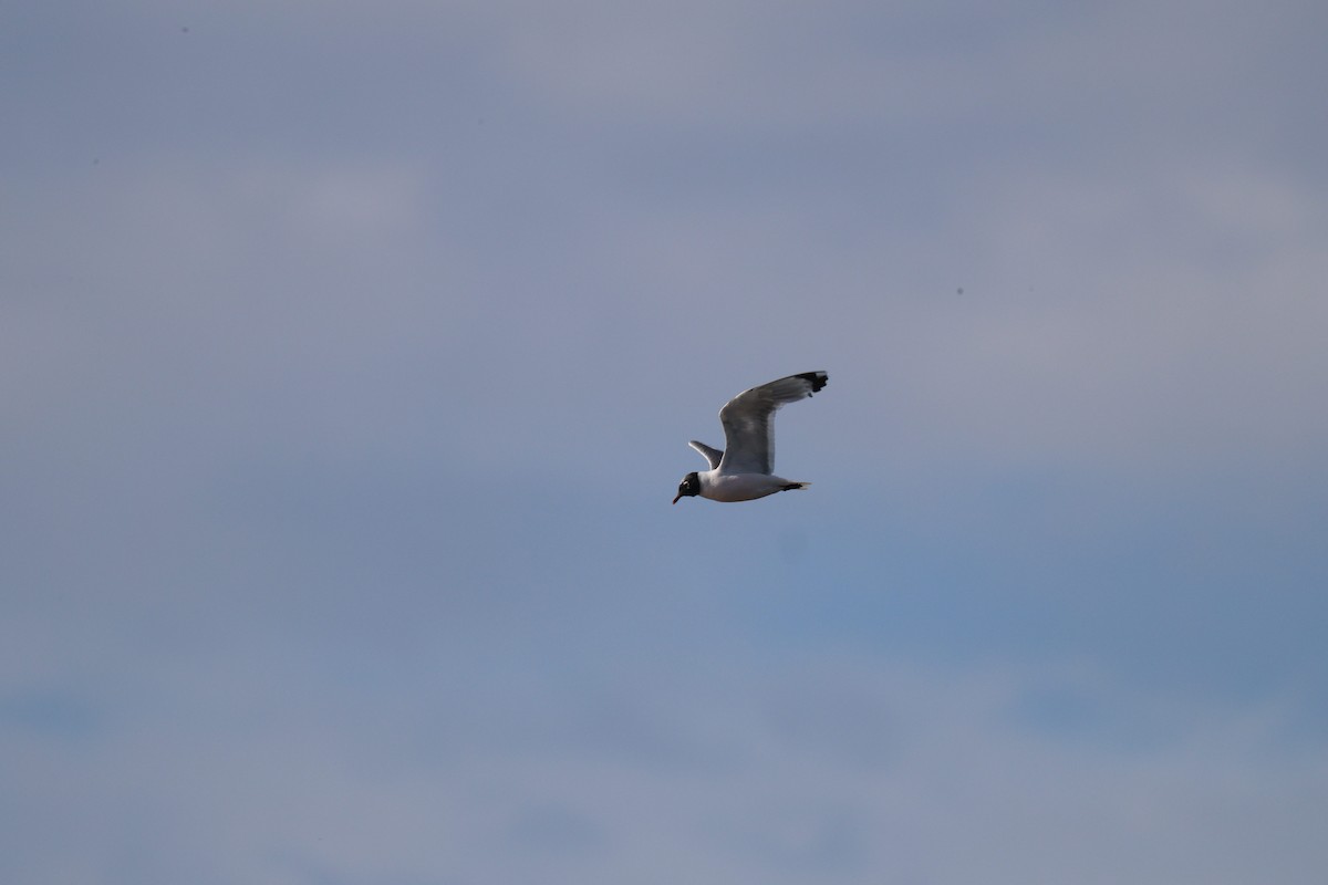 Franklin's Gull - ML641275460