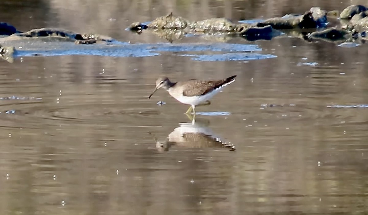 Einsiedelwasserläufer - ML641275461