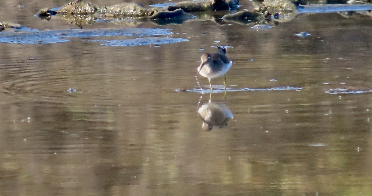 Einsiedelwasserläufer - ML641275469