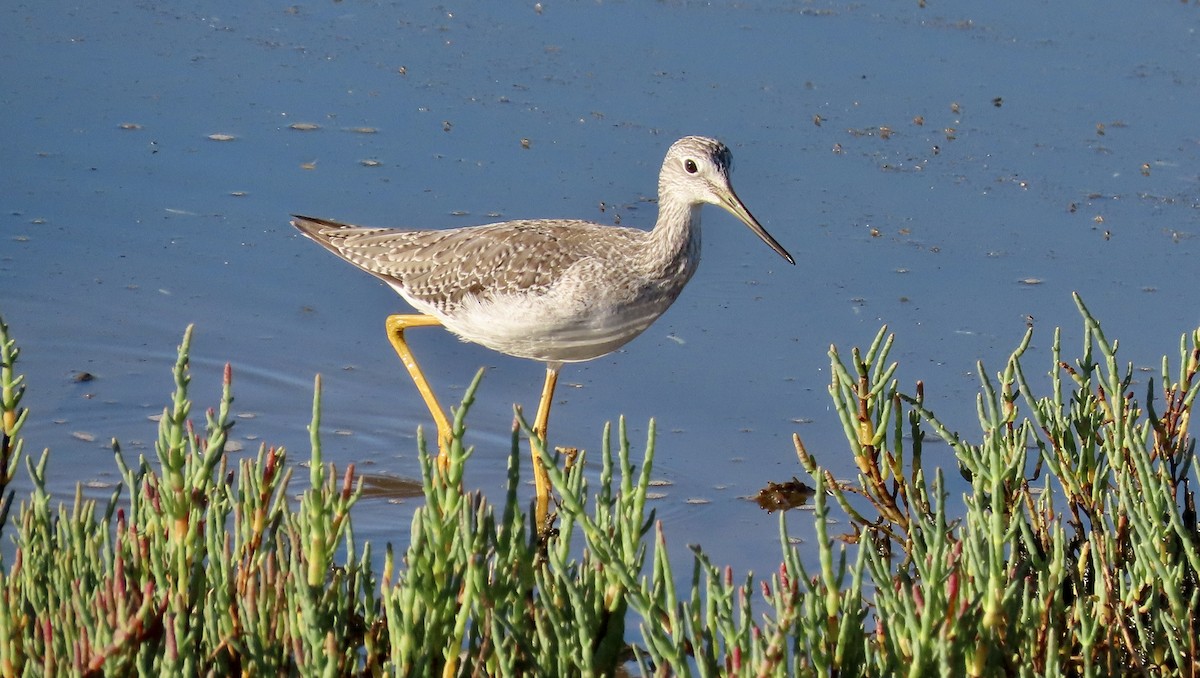 Greater Yellowlegs - ML641275481