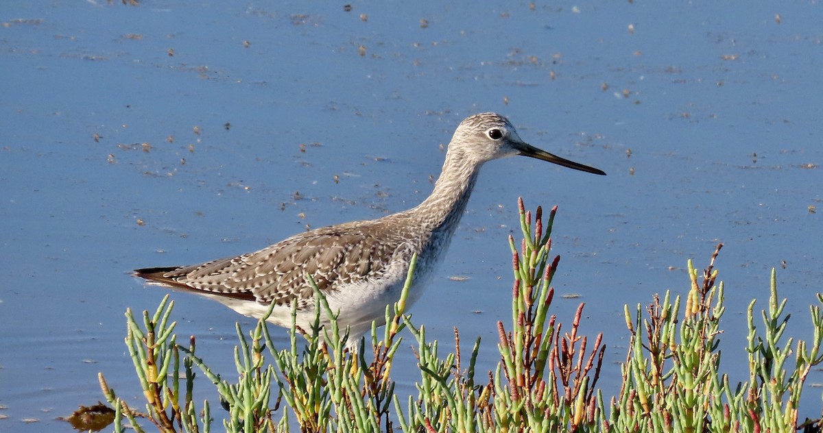 Greater Yellowlegs - ML641275482