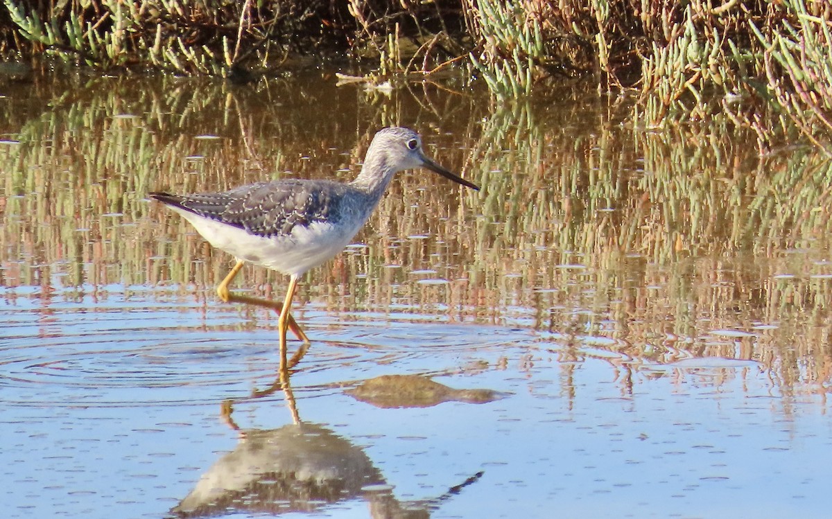 Greater Yellowlegs - ML641275485