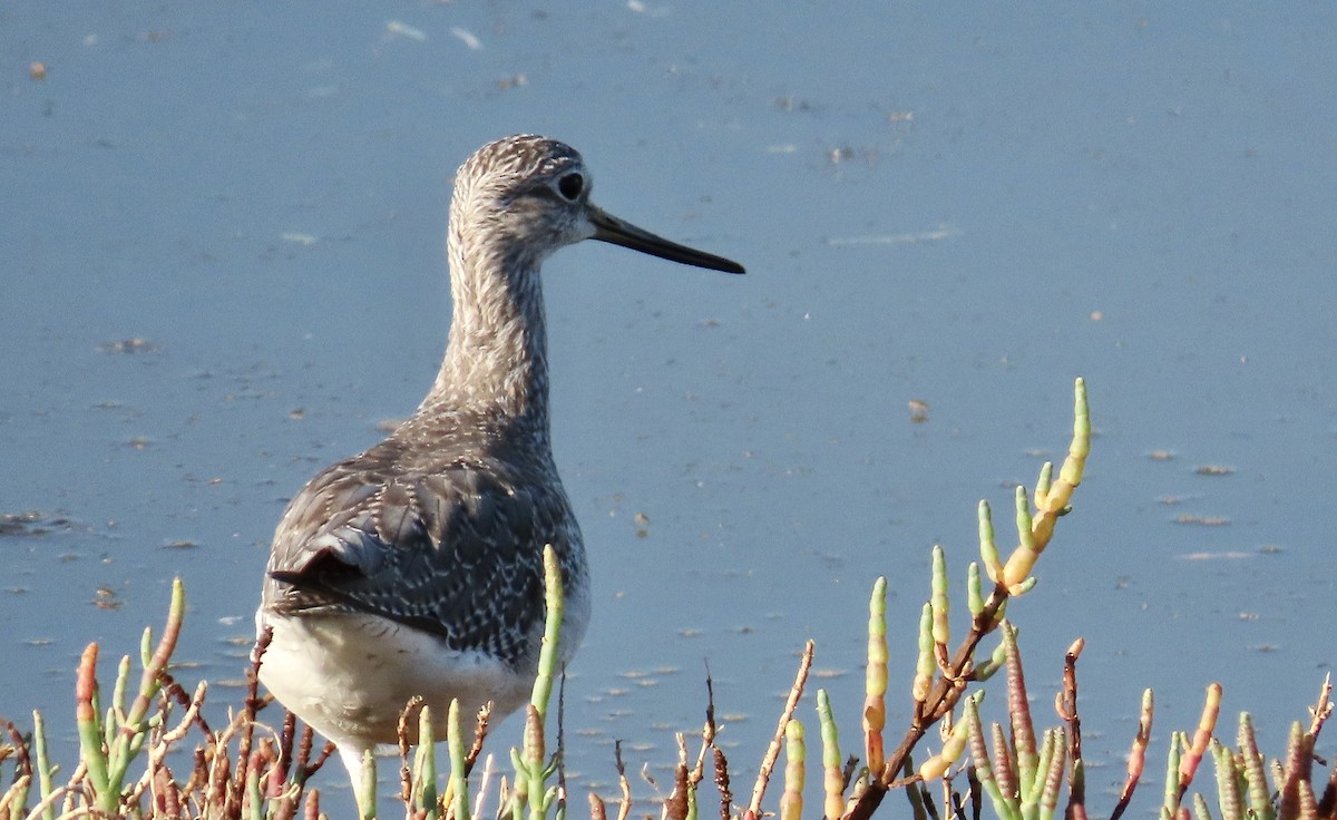 Greater Yellowlegs - ML641275488