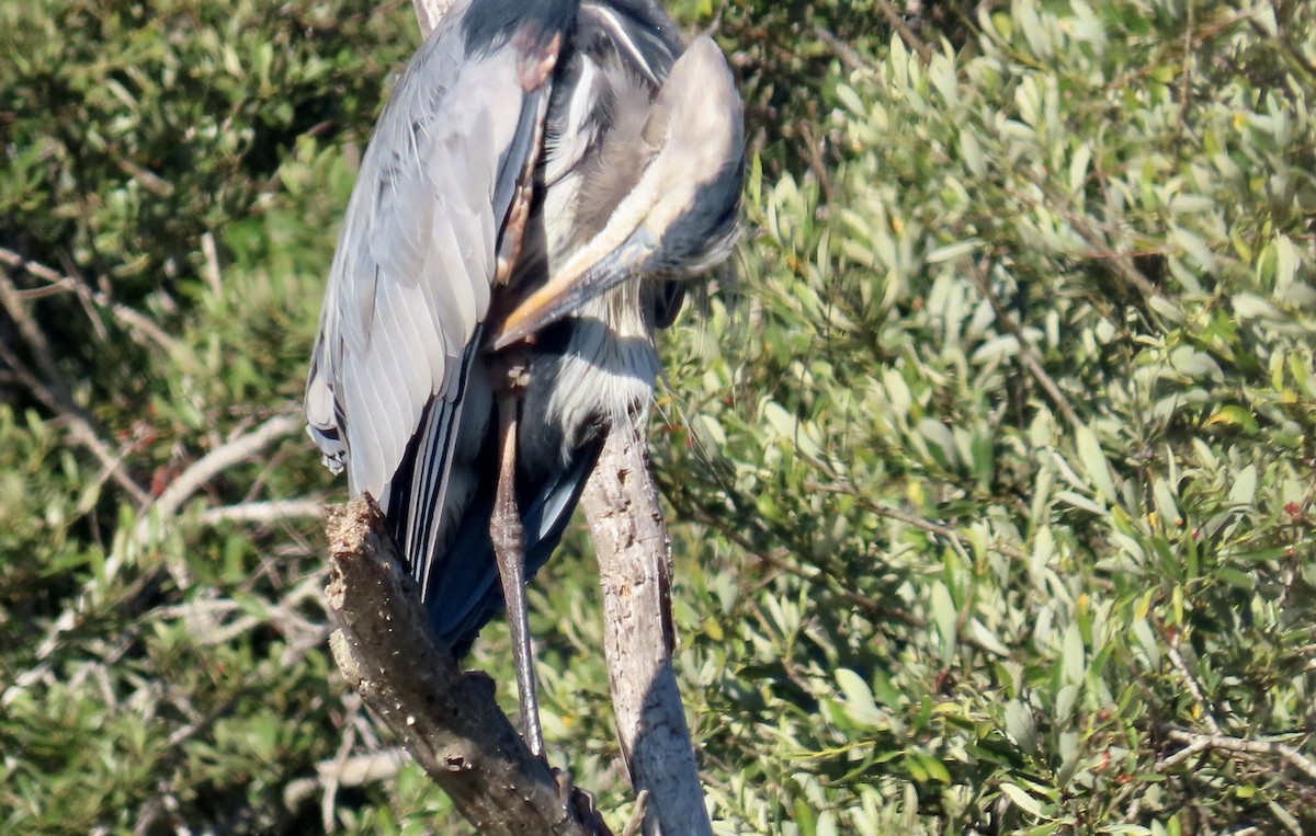 Great Blue Heron - ML641275506