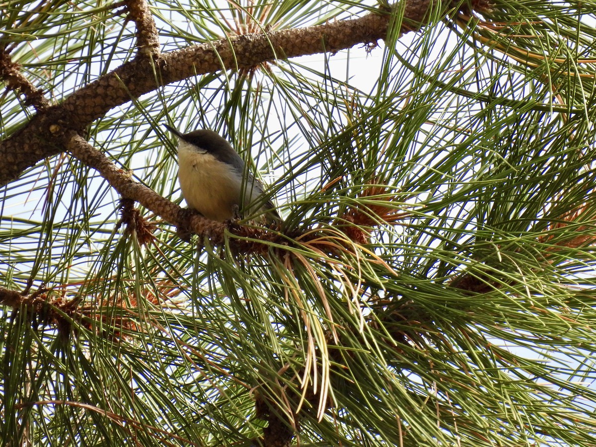 Pygmy Nuthatch - ML641275508
