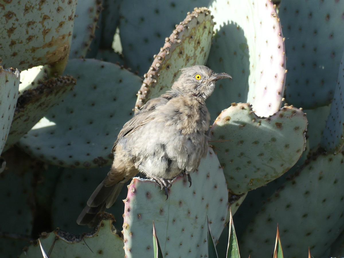 Curve-billed Thrasher - ML641275520