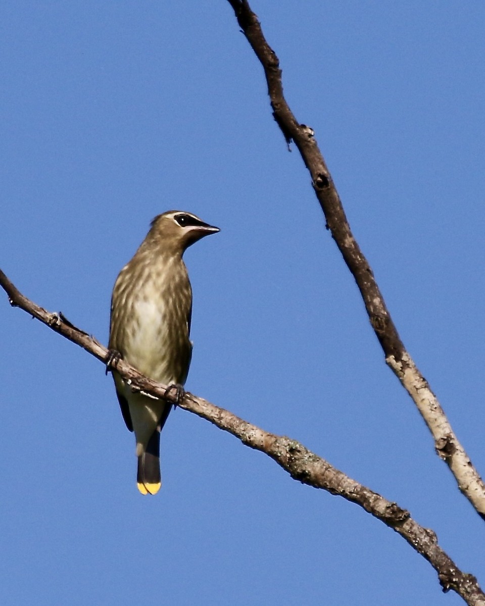 Cedar Waxwing - ML641275526