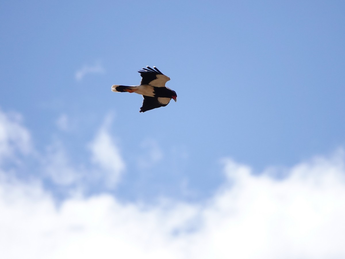 Mountain Caracara - ML641275539