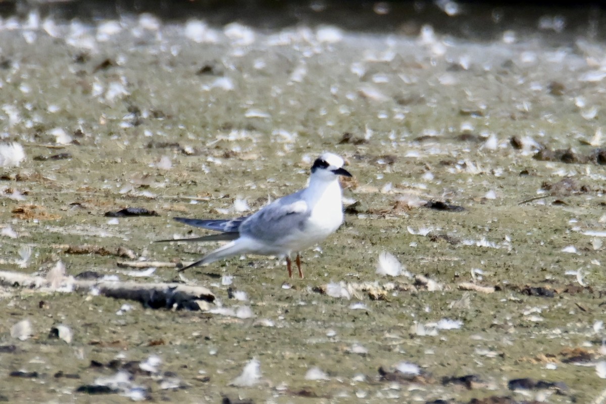 Forster's Tern - ML641275555