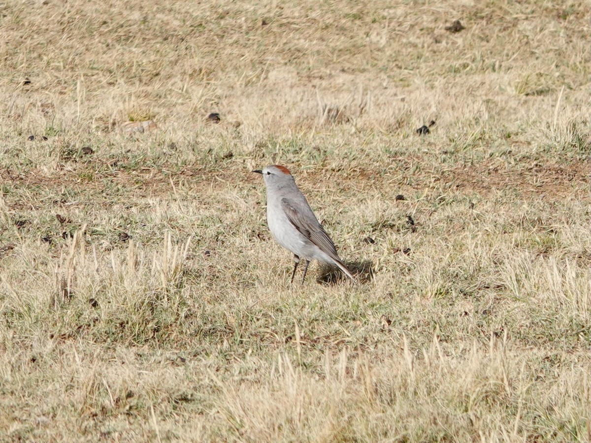 rødkronemarktyrann - ML641275570