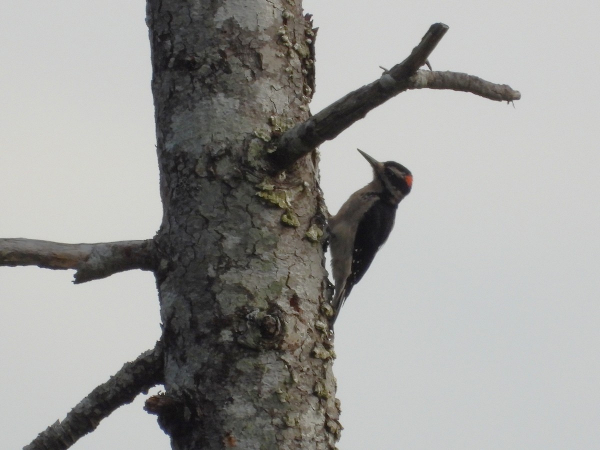 Hairy Woodpecker - ML641275574