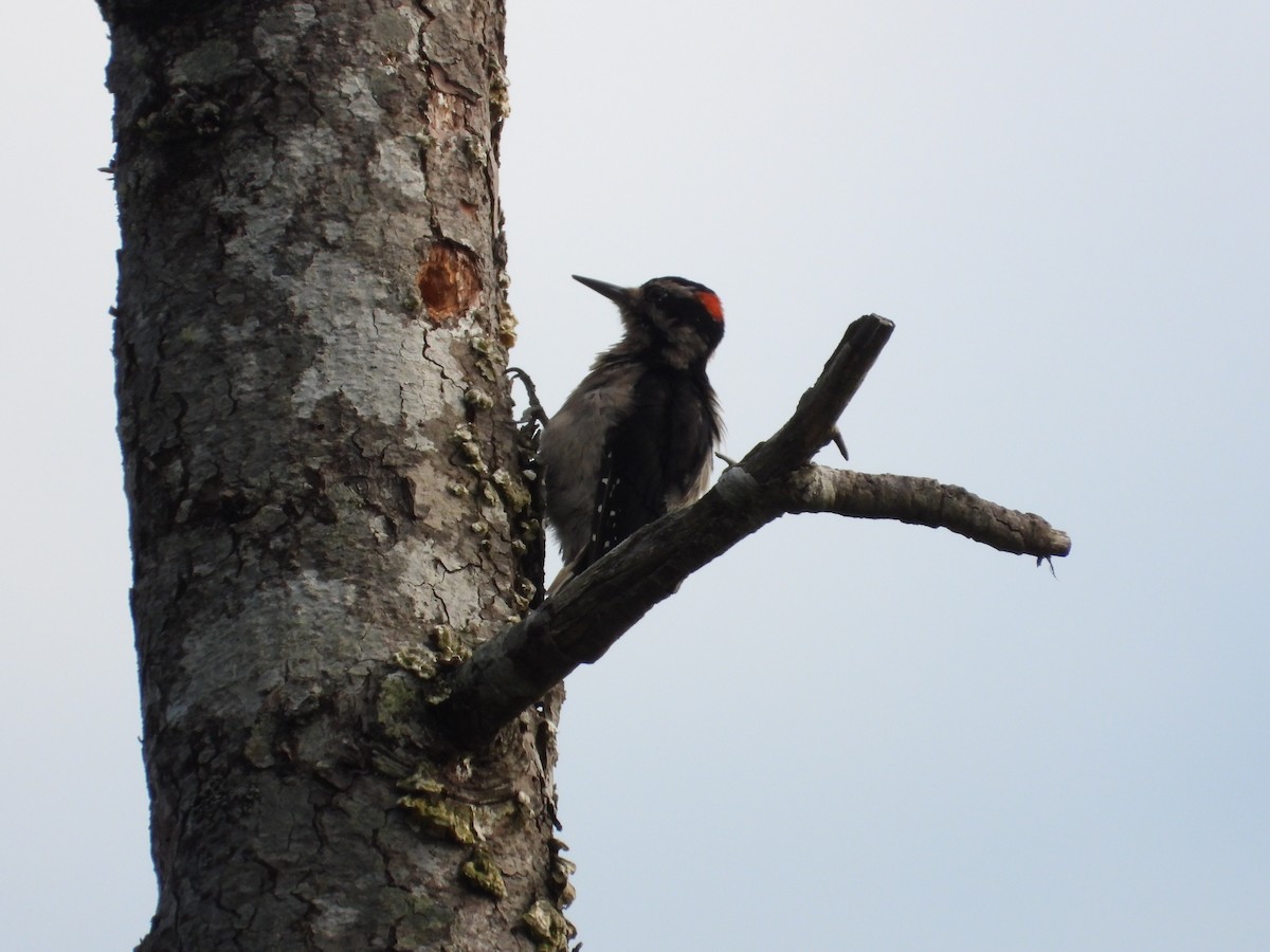 Hairy Woodpecker - ML641275577