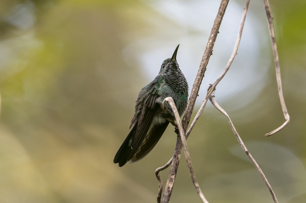 White-vented Plumeleteer - ML641275581