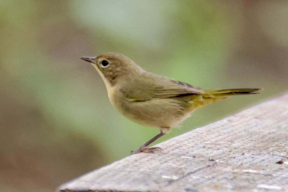 Weidengelbkehlchen - ML641275582