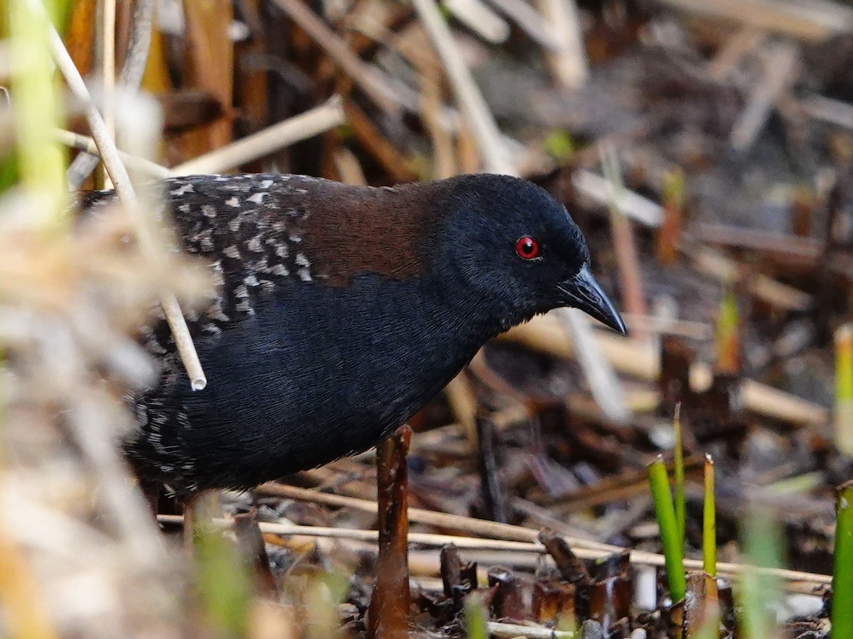 Black Rail (Junin) - ML641275585
