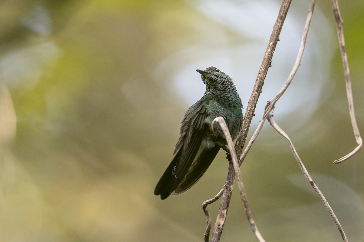 White-vented Plumeleteer - ML641275590