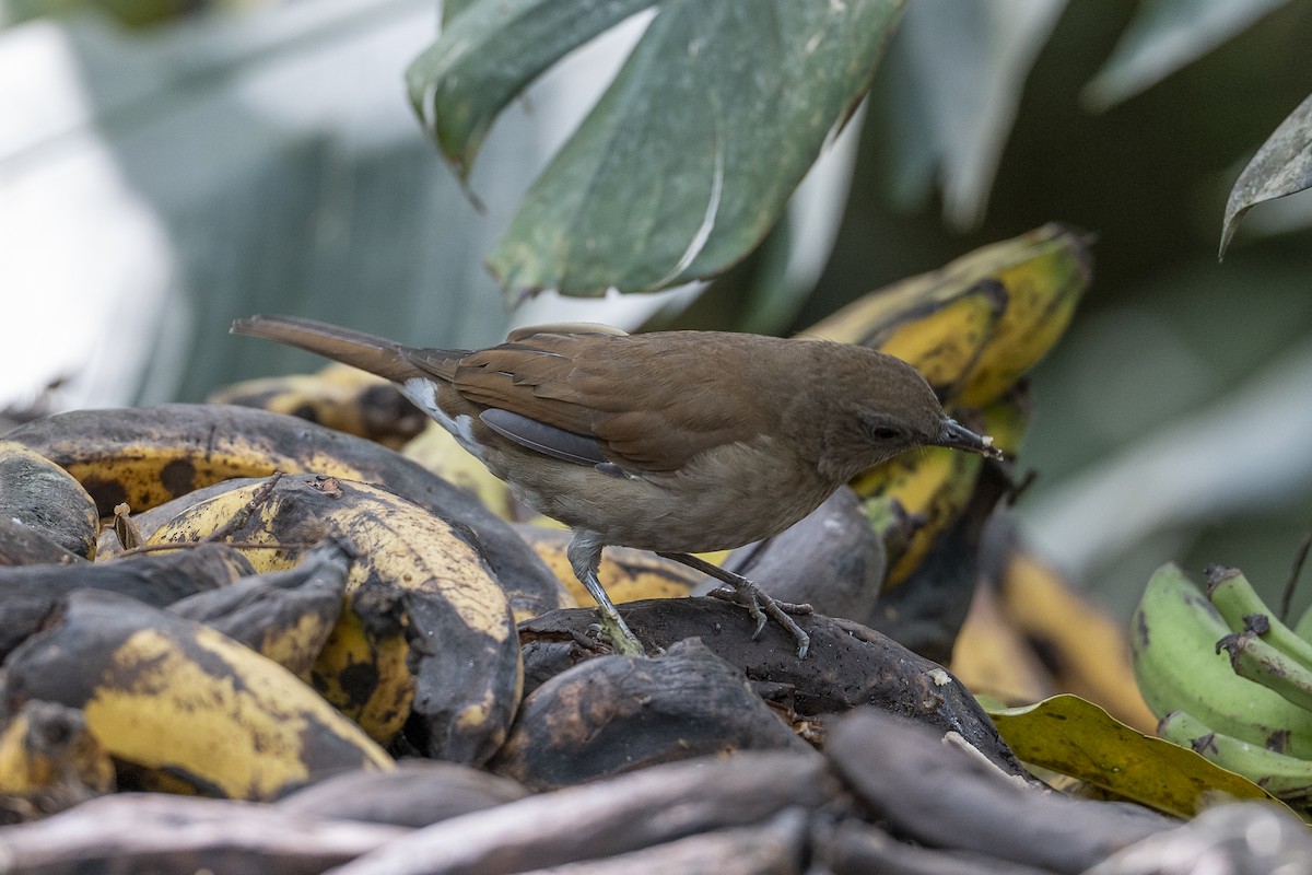 Cocoa Thrush - ML641275601