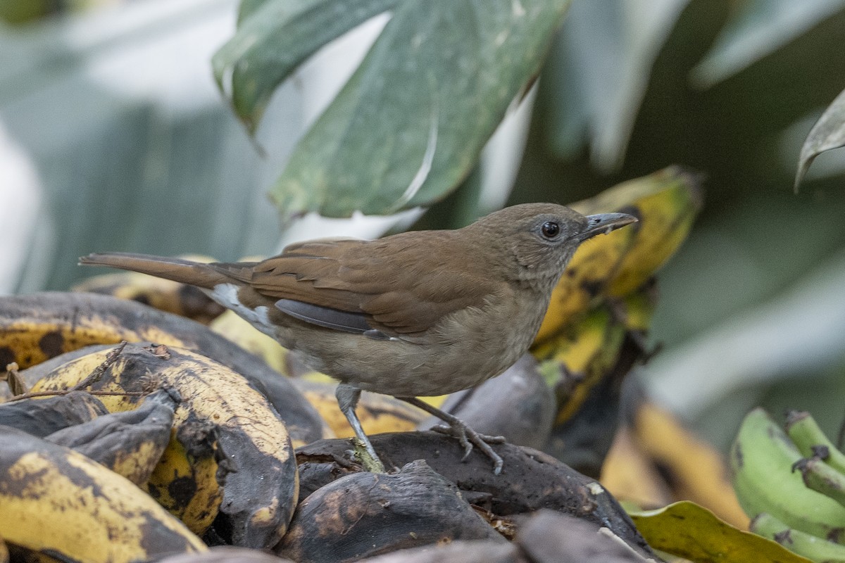 Cocoa Thrush - ML641275602