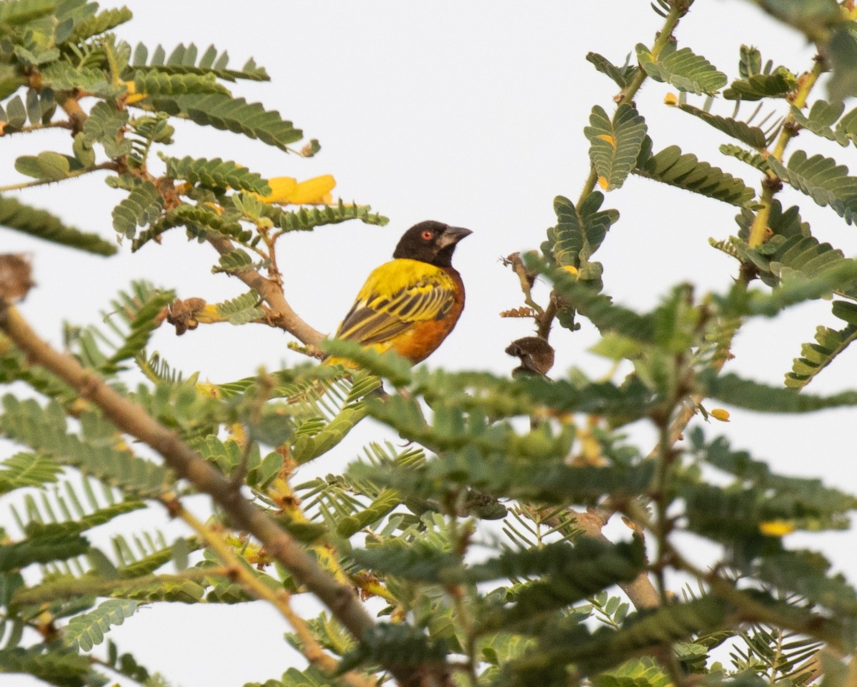 Golden-backed Weaver - ML641275604