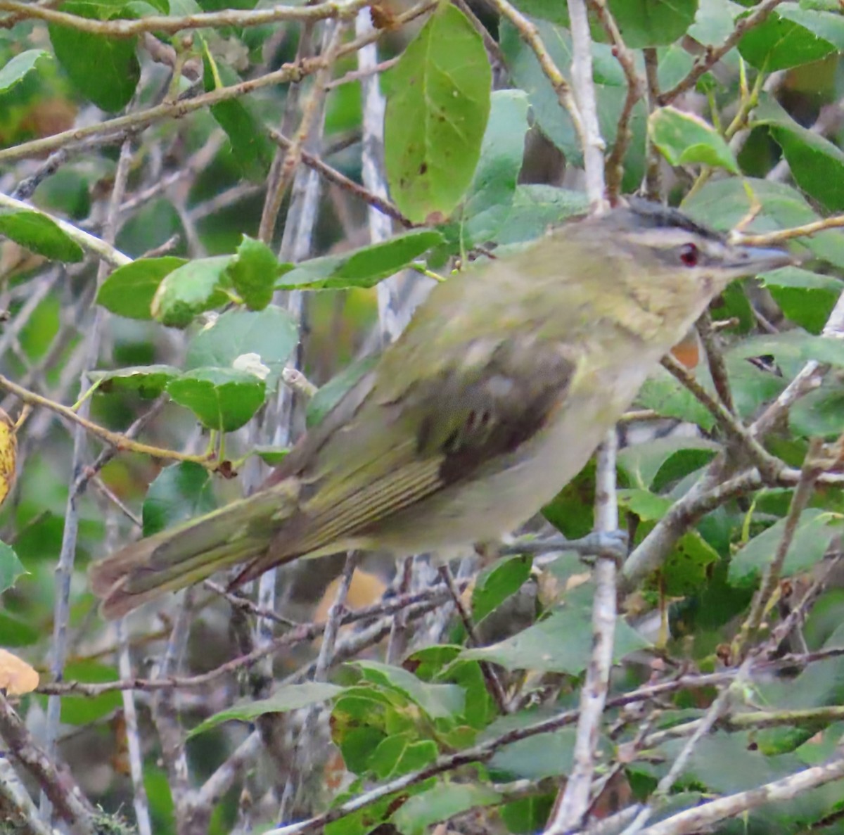 rødøyevireo - ML641275615