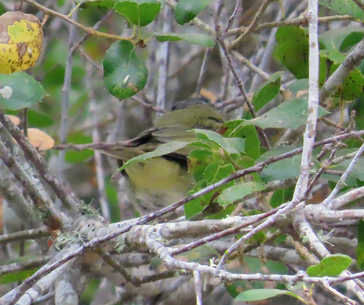 rødøyevireo - ML641275637