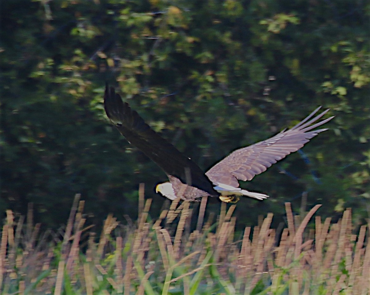 Bald Eagle - ML641275639
