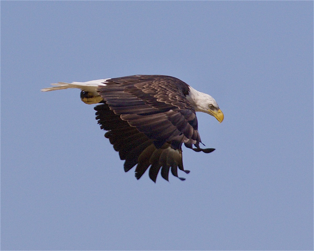 Bald Eagle - ML641275644