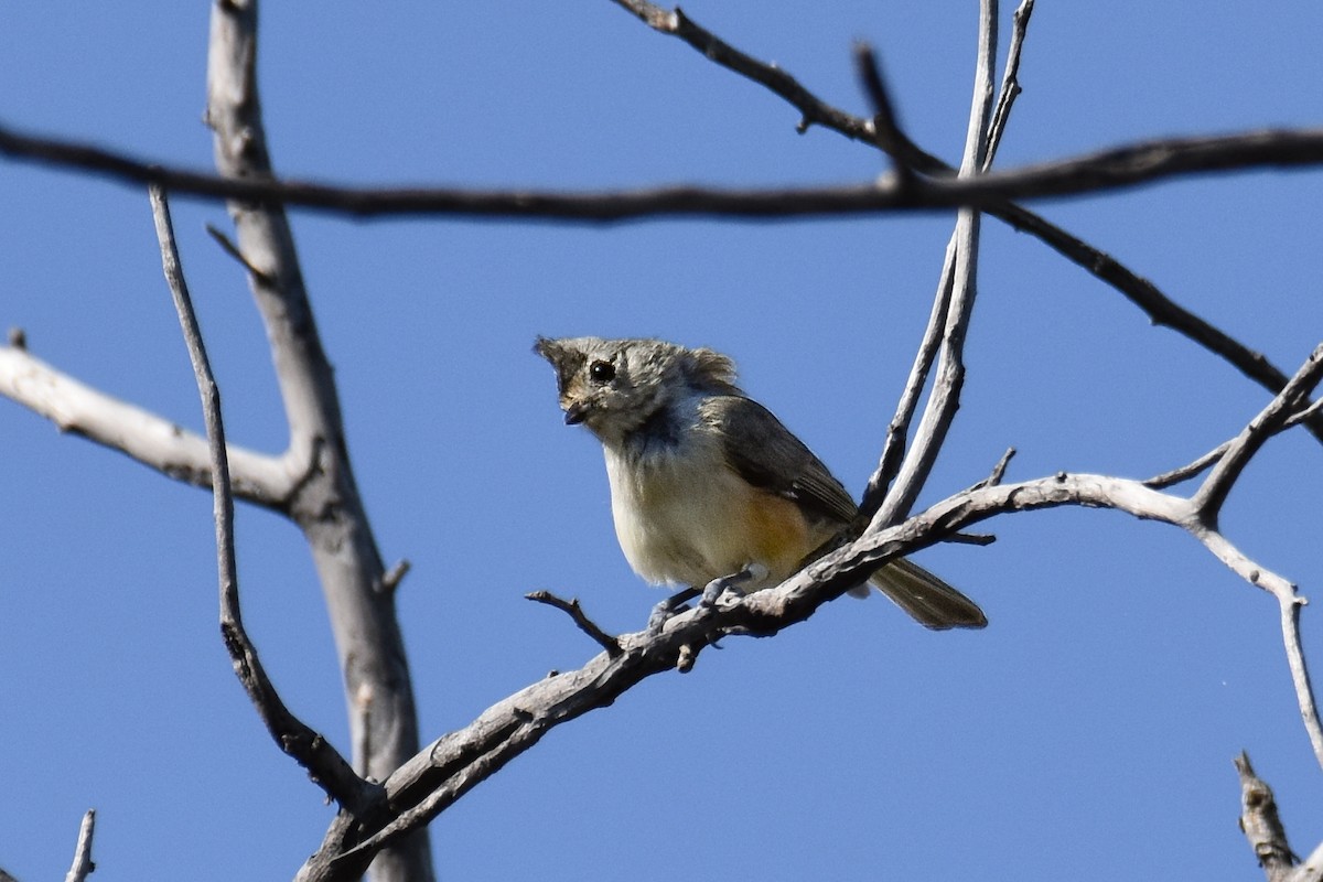 Black-crested Titmouse - ML641275649