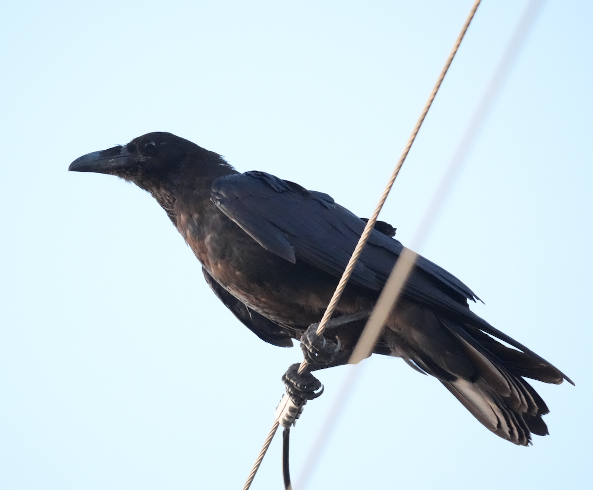 Chihuahuan Raven - ML641275651