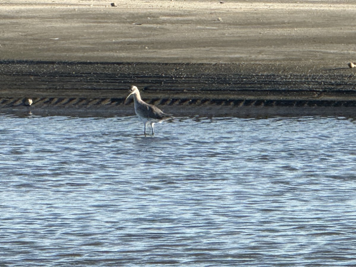 Willet - ML641275663