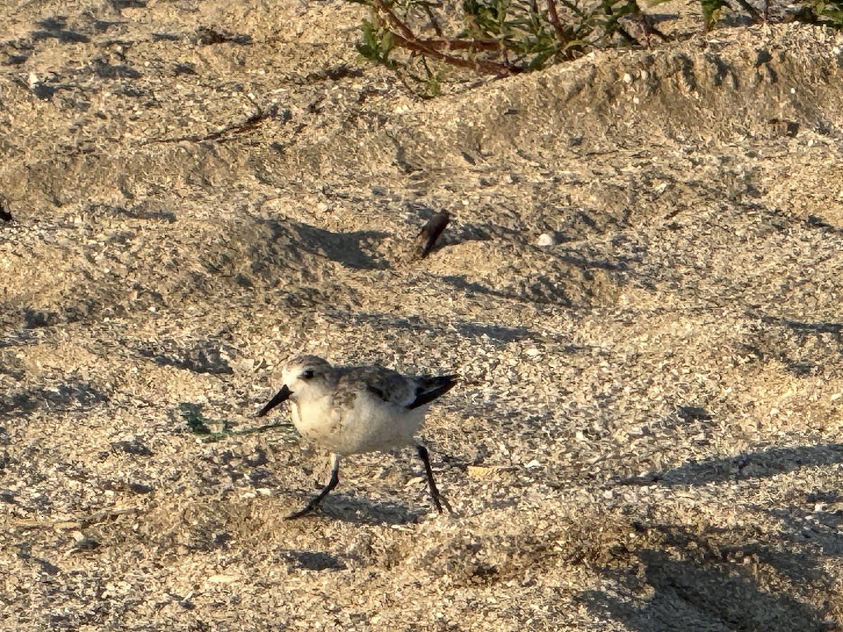 Sanderling - ML641275675