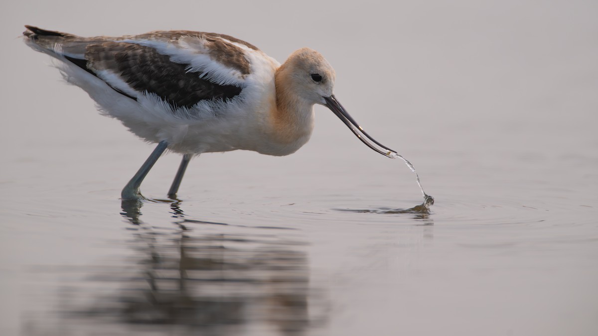 tenkozobec americký - ML641275676