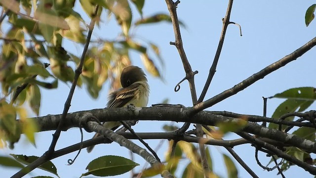 Empidonax sp. - ML641275682