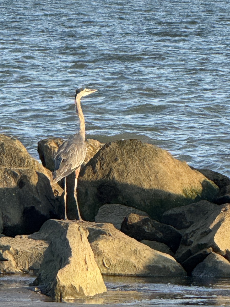 Great Blue Heron - ML641275698